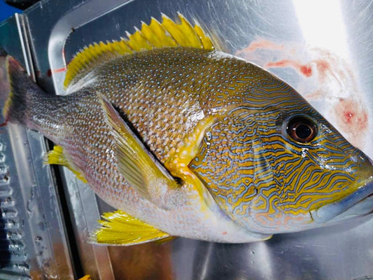 沙巴海底鸡 —— Sabah Deep Sea Chicken Fish (700G +-)