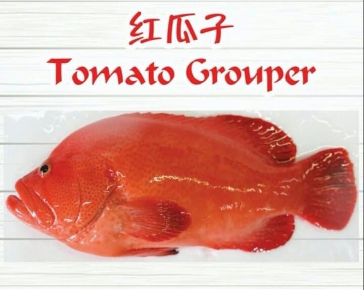沙巴红瓜子 —— Sabah Tomato Grouper (900G+-)