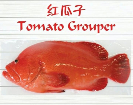 沙巴红瓜子 —— Sabah Tomato Grouper (900G+-)