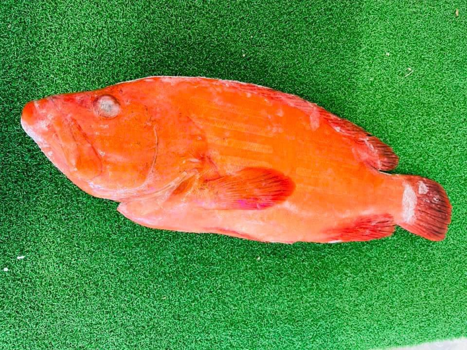 沙巴红瓜子 —— Sabah Tomato Grouper (900G+-)