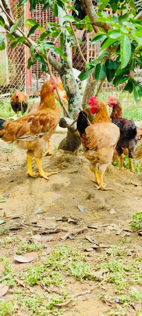 正宗菜园走地鸡 —— Kampung Chicken