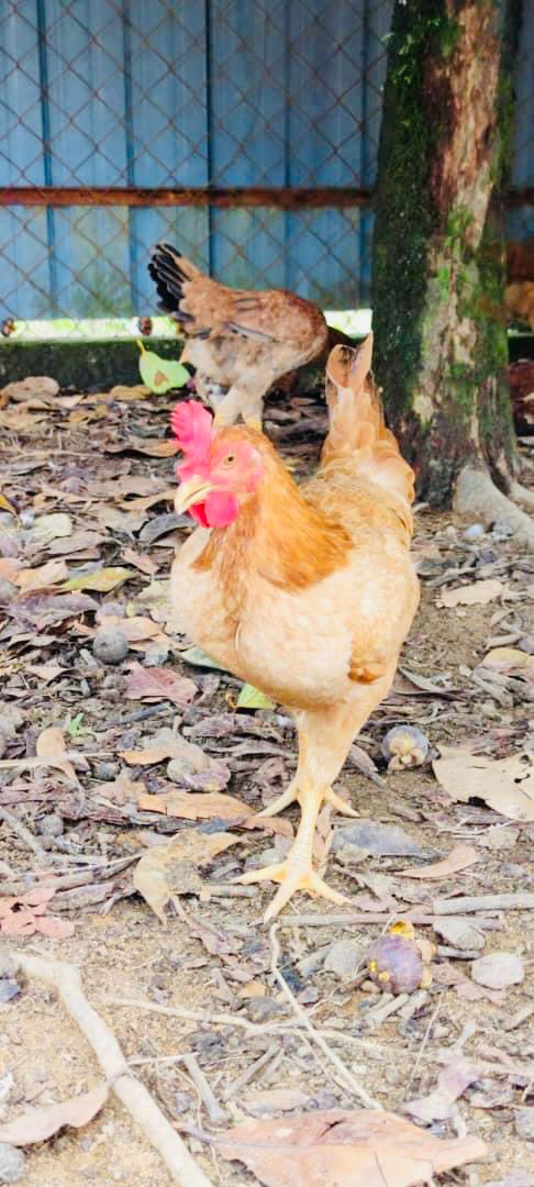 正宗菜园走地鸡 —— Kampung Chicken
