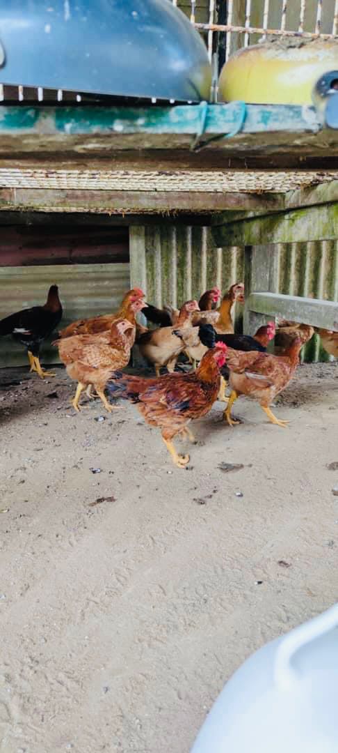 正宗菜园走地鸡 —— Kampung Chicken