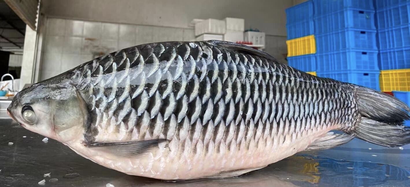 Sarawak Black Emperor —— 砂劳越黑皇帝鱼 （1-7KG ）