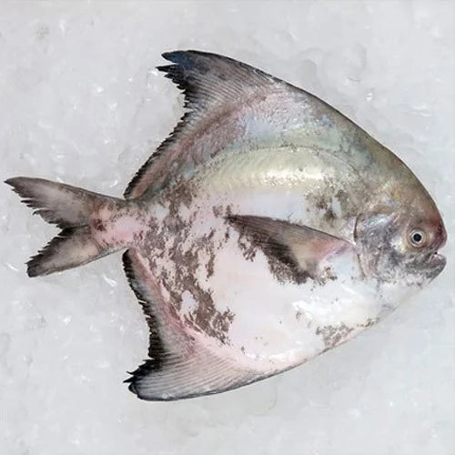 沙巴斗鲳鱼 —— Chinese Pomfret