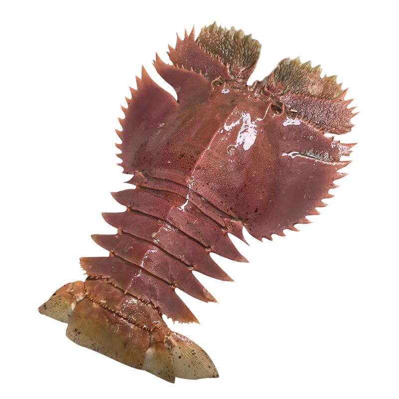 沙巴琵琶虾 (XL) —— Sabah Slipper Prawn (XL) 200G UP