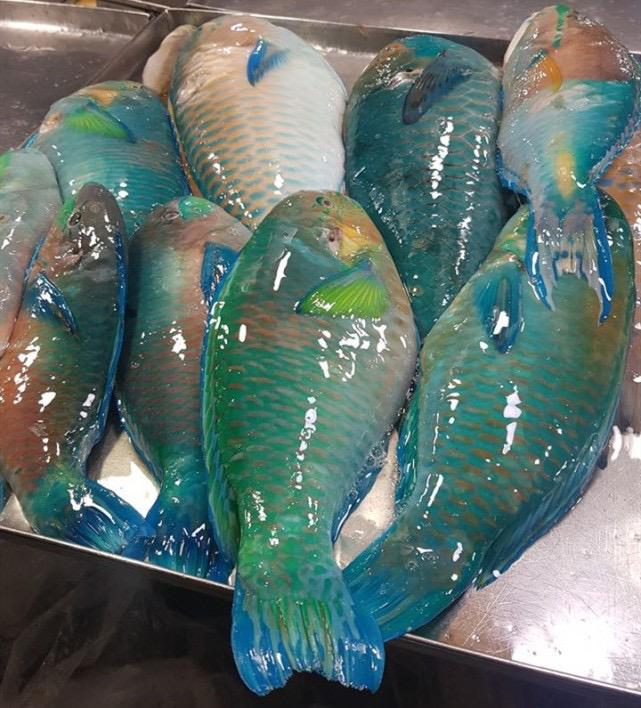 沙巴鹦鹉鱼 —— Sabah Parrot Fish (600-800G)